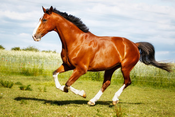 equine energy supplement