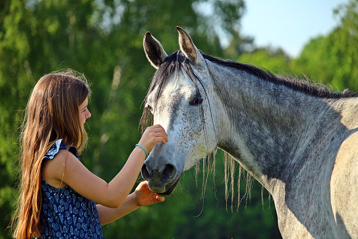 equine energy supplement