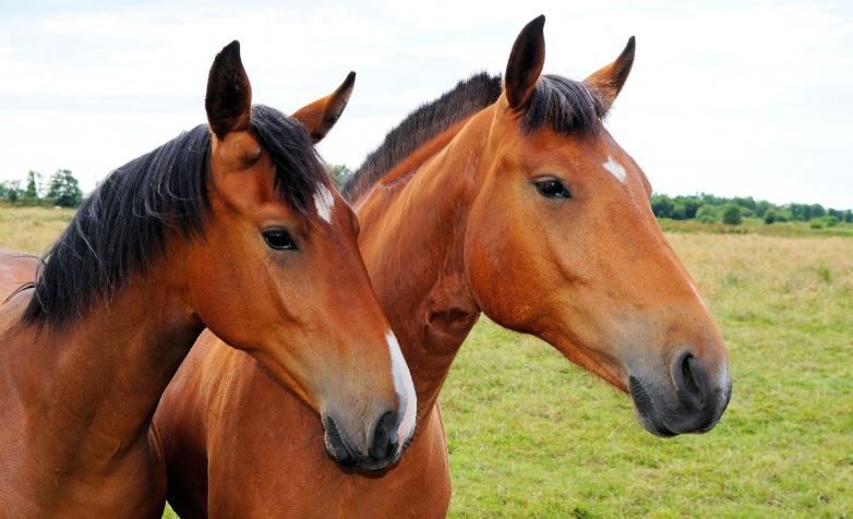 equine energy supplement