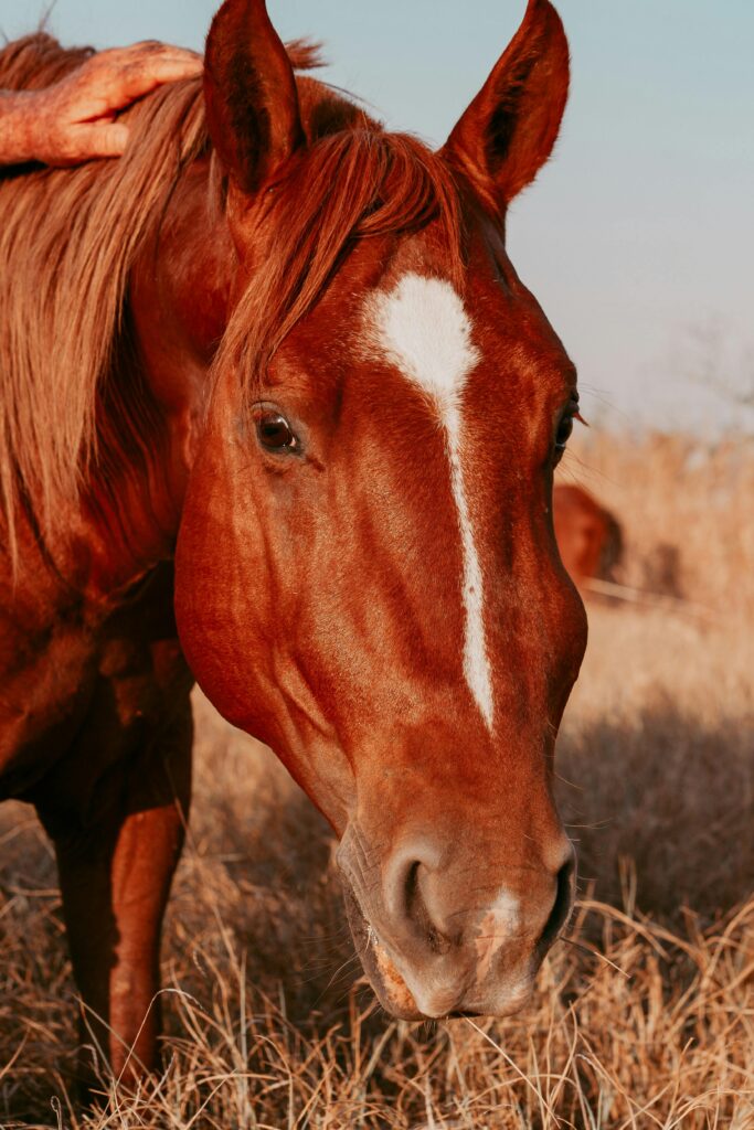 equine energy supplement
